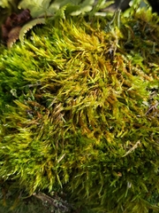 Sciuro-hypnum populeum