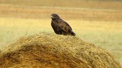 Buteo hemilasius