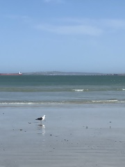 Larus dominicanus vetula