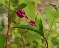 Persicaria orientalis