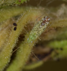 Macrotylus atricapillus