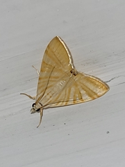Agrioglypta zelimalis