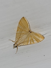 Agrioglypta zelimalis