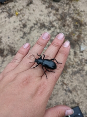 Eleodes grandicollis