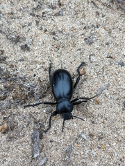 Eleodes grandicollis