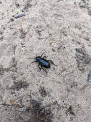 Eleodes grandicollis