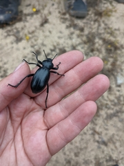 Eleodes grandicollis