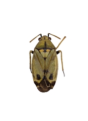 Macrotylus perdictus