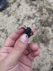 Eleodes grandicollis