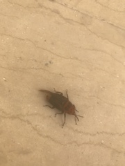 Rhynchophorus ferrugineus