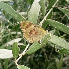 Colotis amata
