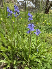 Hyacinthoides non-scripta