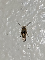 Hieromantis