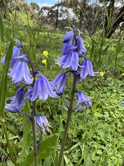 Hyacinthoides non-scripta