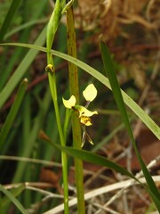 Diuris sulphurea
