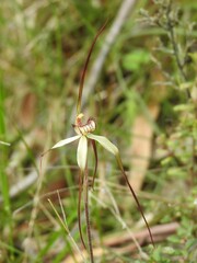 Caladenia orientalis