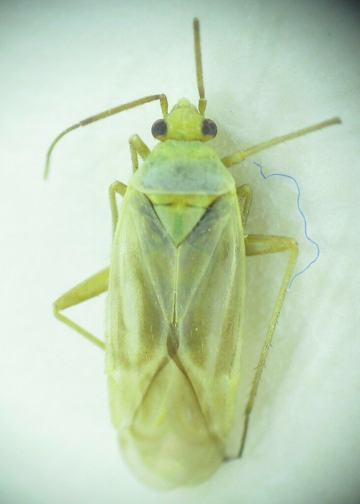 Megalocoleus exsanguis