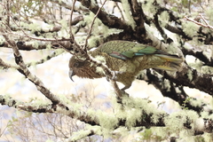 Nestor notabilis