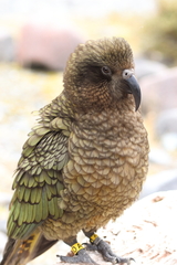 Nestor notabilis