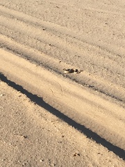 Crotalus cerastes laterorepens