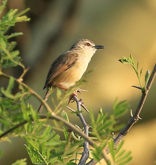 Prinia subflava affinis