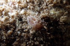 Pyuridae