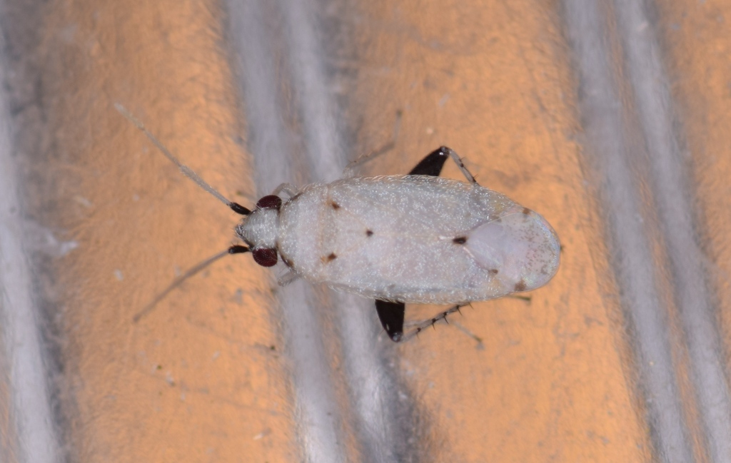 Nanopsallus carduellus