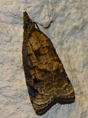 Platynota