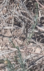 Thamnosma texana