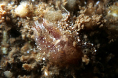 Pyuridae