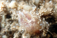 Pyuridae
