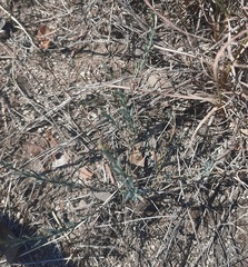 Thamnosma texana