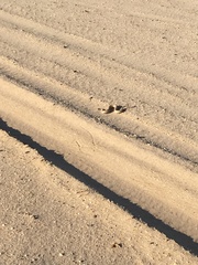 Crotalus cerastes laterorepens