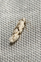 Stenolechia gemmella