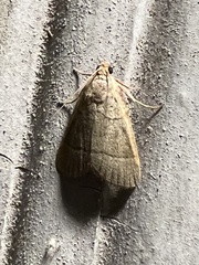 Hypsopygia nostralis