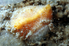 Pyuridae