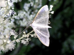 Palpita nigropunctalis