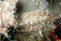 Acanthochitona pilsbryi