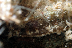 Acanthochitona pilsbryi