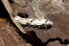 Stenolechia gemmella