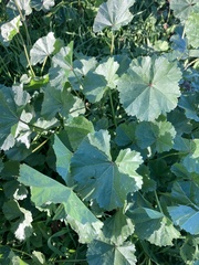 Malva