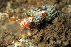 Austraeolis ornata