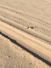 Crotalus cerastes laterorepens