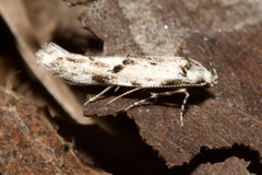 Stenolechia gemmella