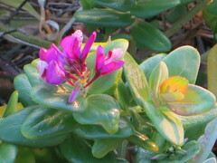Polygala fruticosa