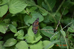 Anthanassa texana texana