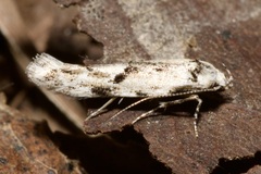 Stenolechia gemmella