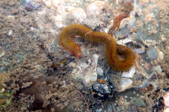 Eunicidae