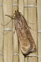 Helcystogramma triannulella