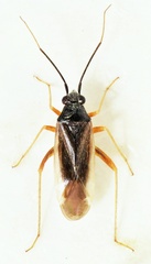 Orthonotus fraudatrix